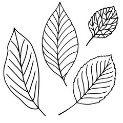 Leaf line icon set