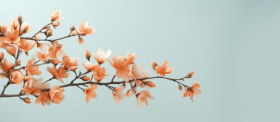 Isolated orange flower branch on a isolated pastel background Copy space