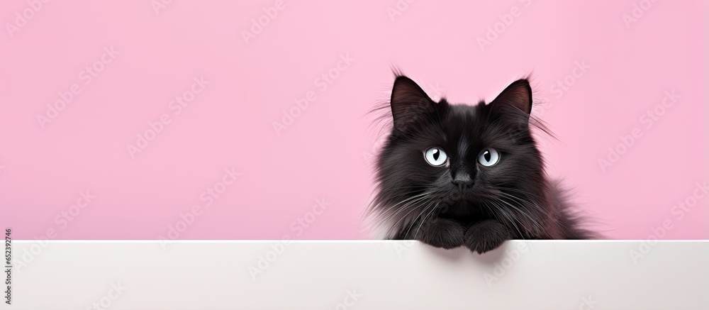 Aufkleber black and white cat isolated pastel background copy space backdrop with fur