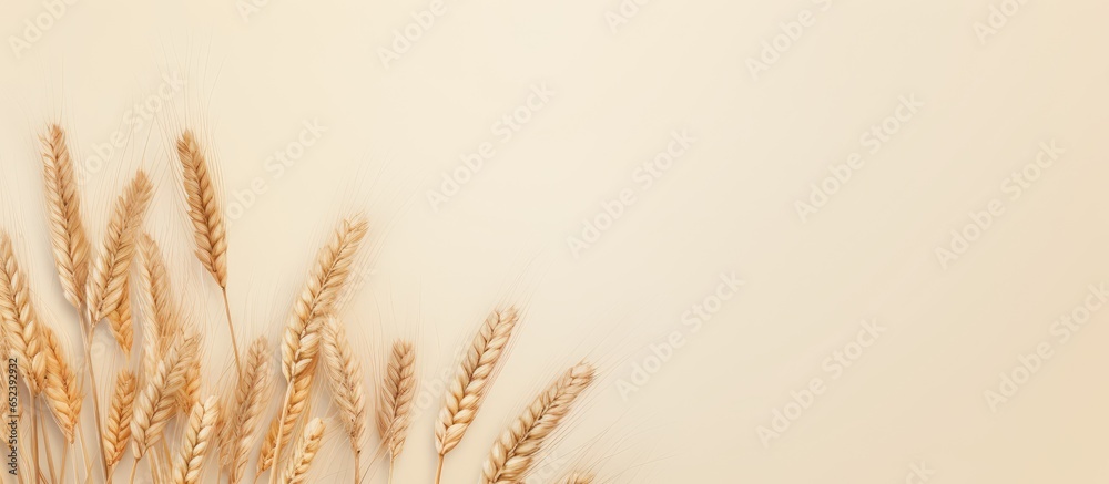Aufkleber texture of wheat grain on a isolated pastel background copy space