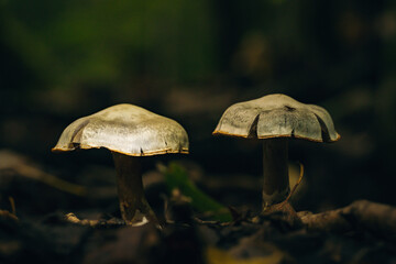 mushroom in a forest in the evening light