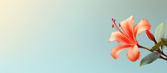 Isolated red and orange clove flower on a isolated pastel background Copy space