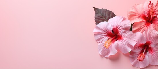 hibiscus blossom isolated pastel background Copy space