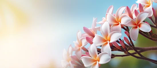 Stof per meter Plumeria in garden close up isolated pastel background Copy space © vxnaghiyev