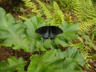 butterfly on the leaf