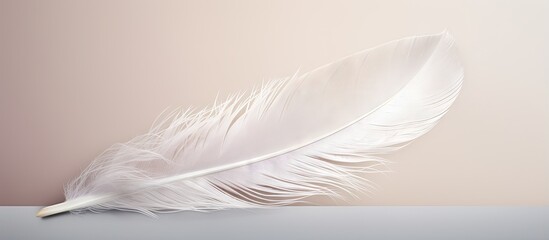 Copy space with white swan feather