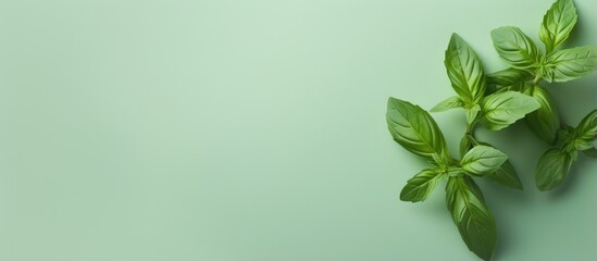 Closeup of sweet basil leaves on a isolated pastel background Copy space