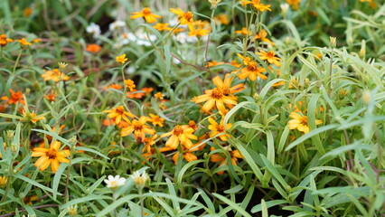 Star Gold' zinnias are compact, bushy annual plants that produce an abundance of bright...