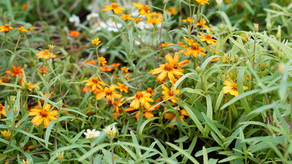 Star Gold' zinnias are compact, bushy annual plants that produce an abundance of bright golden-yellow flowers. |小百日草