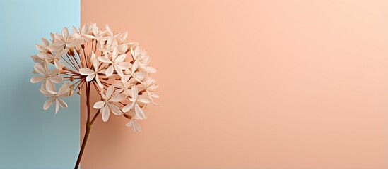 Copy space with Indian cork flower