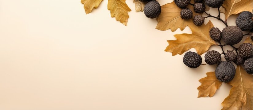 Black truffles and oak leaves against isolated pastel background Copy space