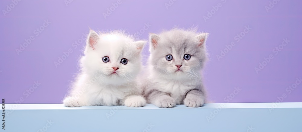 Poster white scottish fold kittens posing on a purple backdrop for a portrait isolated pastel background co