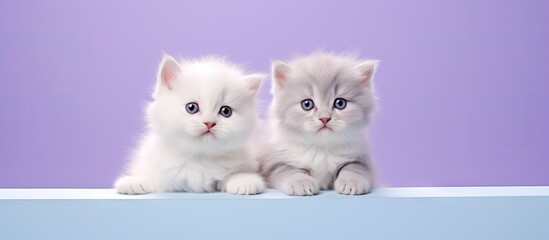 White Scottish Fold kittens posing on a purple backdrop for a portrait isolated pastel background Copy space