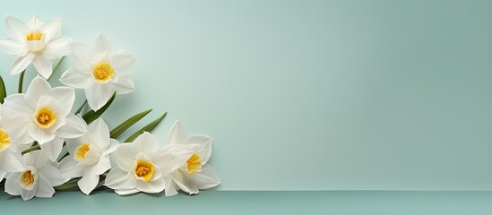 Narcissus flower against a isolated pastel background Copy space