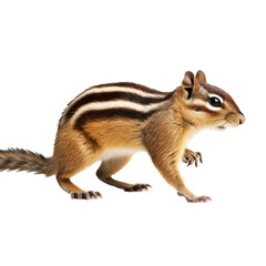 Fototapeta premium a striped chipmunk in motion, in a Nature-themed, photorealistic illustration in a transparent PNG, cutout, and isolated. Generative ai