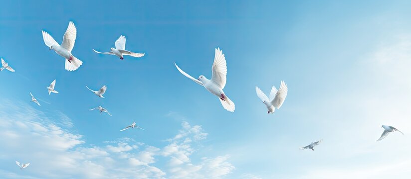 blue sky with doves isolated pastel background Copy space