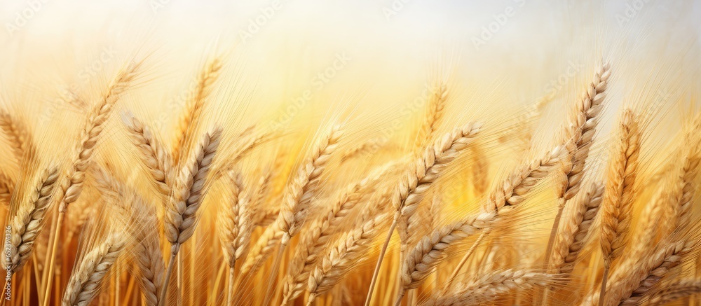 Poster close up of ripening ears of wheat in a field depicting the harvest and food idea isolated pastel ba