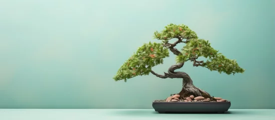 Schilderijen op glas Bonsai tree on a isolated pastel background Copy space © vxnaghiyev