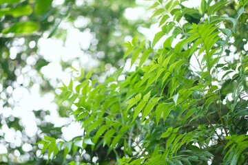 green leaves in the forest