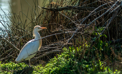 Héron garde-boeufs en Camargue aux Saintes-Maries-de-la-Mer, Bouches-du-Rhône, France