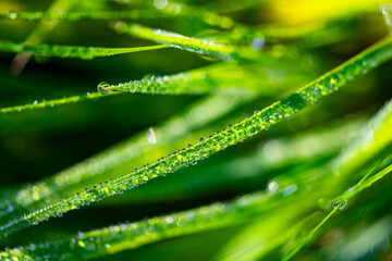 Dew or rain drops on blades of bright green gras. Macro close up in a wet meadow in Sauerland,...