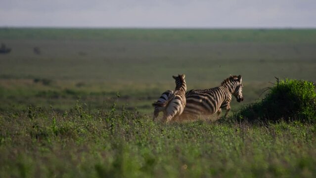 Long lens pan of male zebras (Equus Quagga) chasing each other during the morning in Africa.
