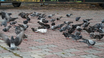 Homing pigeons, also known as homing or carrier pigeons, are a domesticated variety of rock pigeon ...