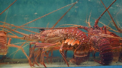 Lobsters are found in various oceans around the world. They inhabit rocky, sandy, or muddy bottoms...