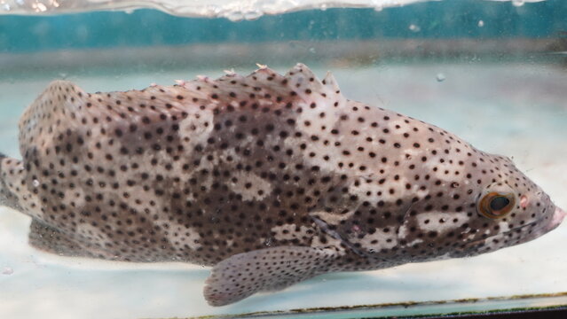 Epinephelinae is a subfamily of fish within the family Serranidae, which is commonly referred to as the groupers. | 石斑魚