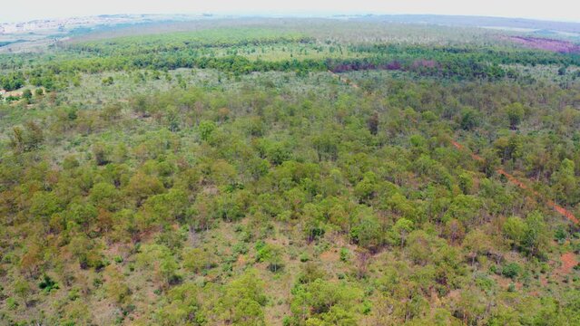 Floresta Nacional de Bras&iacute;lia, vista a&eacute;rea, foco seletivo