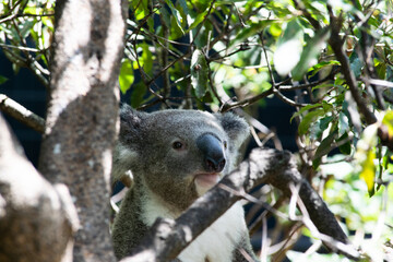 Koala 