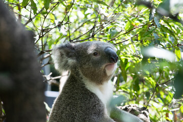 Koala 