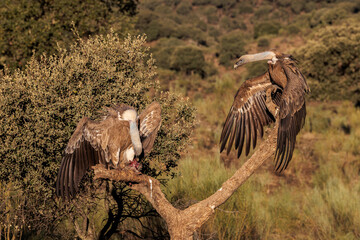 Griffon vulture (Gyps fulvus).