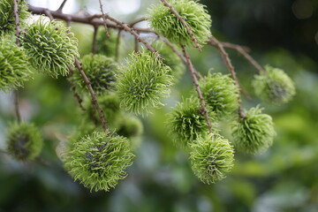 Young green rambutan fruit on tree