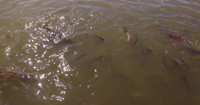 different types of fish in dirty swamp water during feeding, a large number of hungry fish that are fed bread
