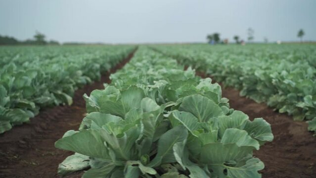 Rows of cabbage plantation in the field. farmland.