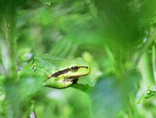 Europäischer Laubfrosch (Hyla arborea)