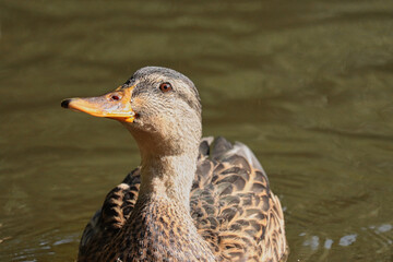Portrait of an ordinary duck in a pond somewhere in Poland