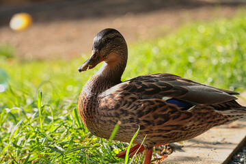 Portrait of an ordinary duck on a sunny day