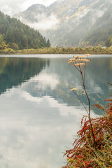 A flower is set against the reflective backdrop of Long Lake in Jiuzhaigou during autumn, China.