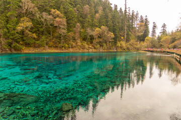 Turquoise color long lake with yellow pine tree background in Jiuzhaigou National Park, China