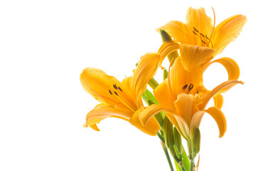 bouquet of beautiful yellow lilies, on white background.