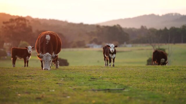 Portrait of a beautiful cow in a field in Australia 