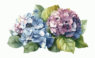 Beautiful Hydrangeas Flower Clipart on Pure White Background