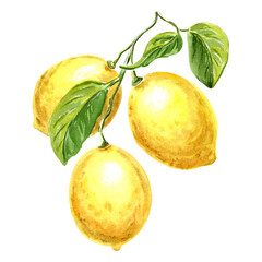 Three yellow lemons on branch with green leaves Hand drawn watercolor illustration isolated on white background for design, stickers, patterns, packaging, cards, textiles, embroidery.