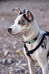 Obraz premium Border collie puppy with blue eyes staring at another dog