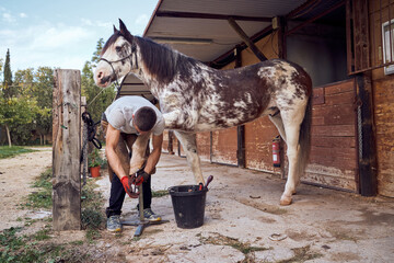 Farrier boy changing horseshoe in the stable
