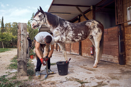 Farrier boy changing horseshoe in the stable - Powered by Adobe
