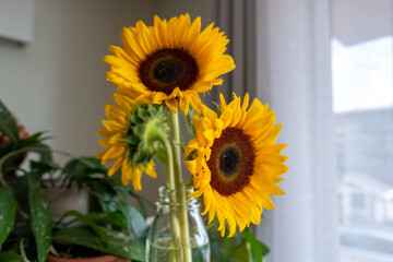 Sunflowers in Vase at Window