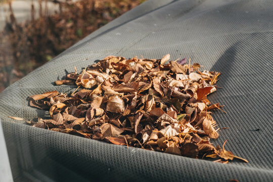Autumn Leaves Collected on Tarp